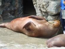 鴨川シーワールド